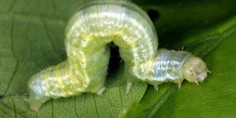 Nosilac na stablu jabuke: metode borbe